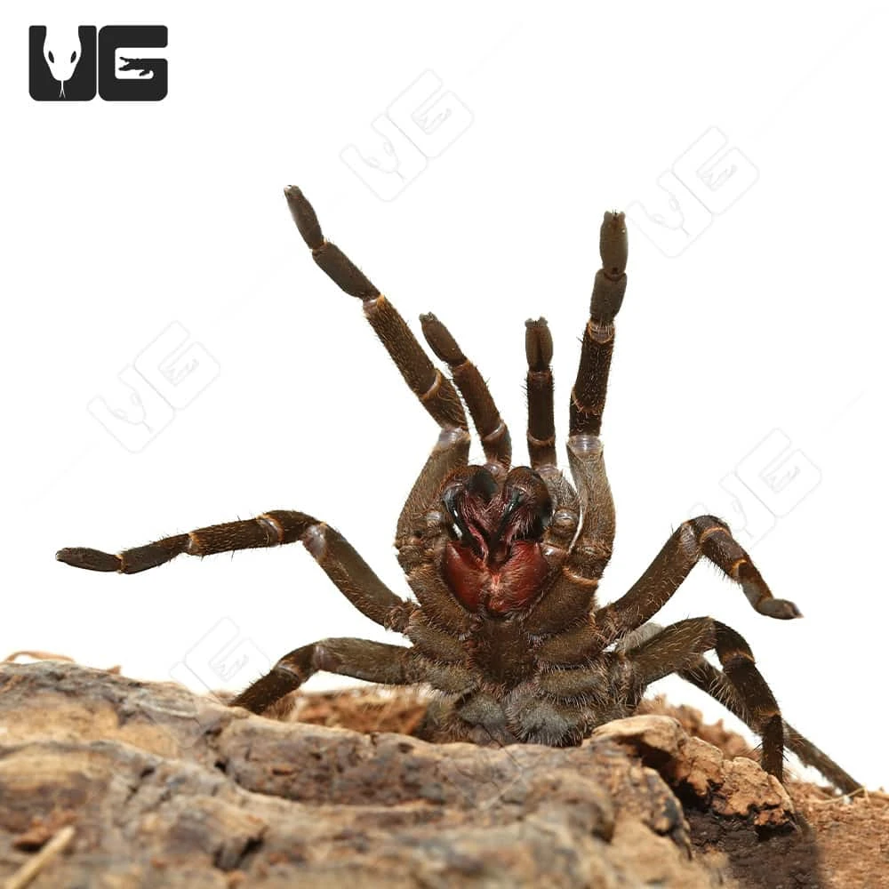 Rusty Bird Eating Tarantula (3 โ 4โ) - Image 2