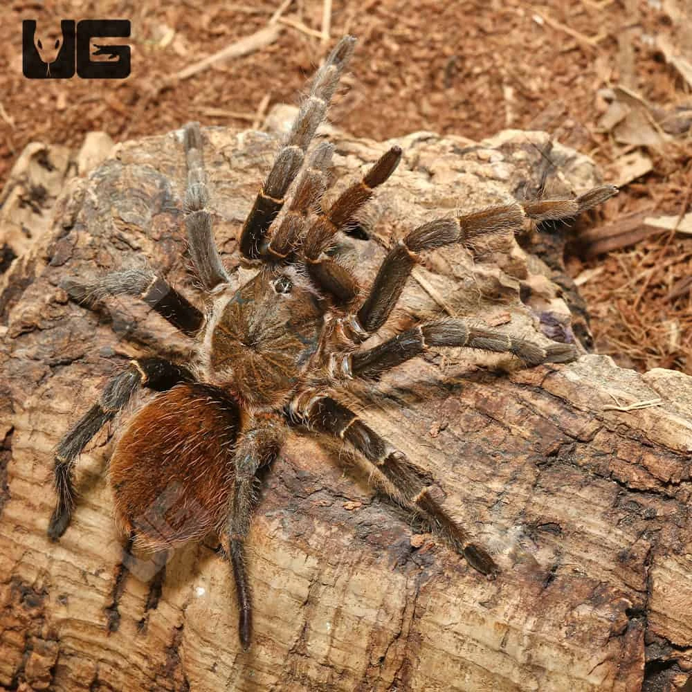 Rusty Bird Eating Tarantula (3 โ 4โ)