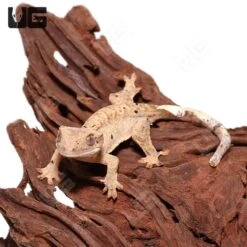 Juvenile Brindle Dalmatian Crested Gecko