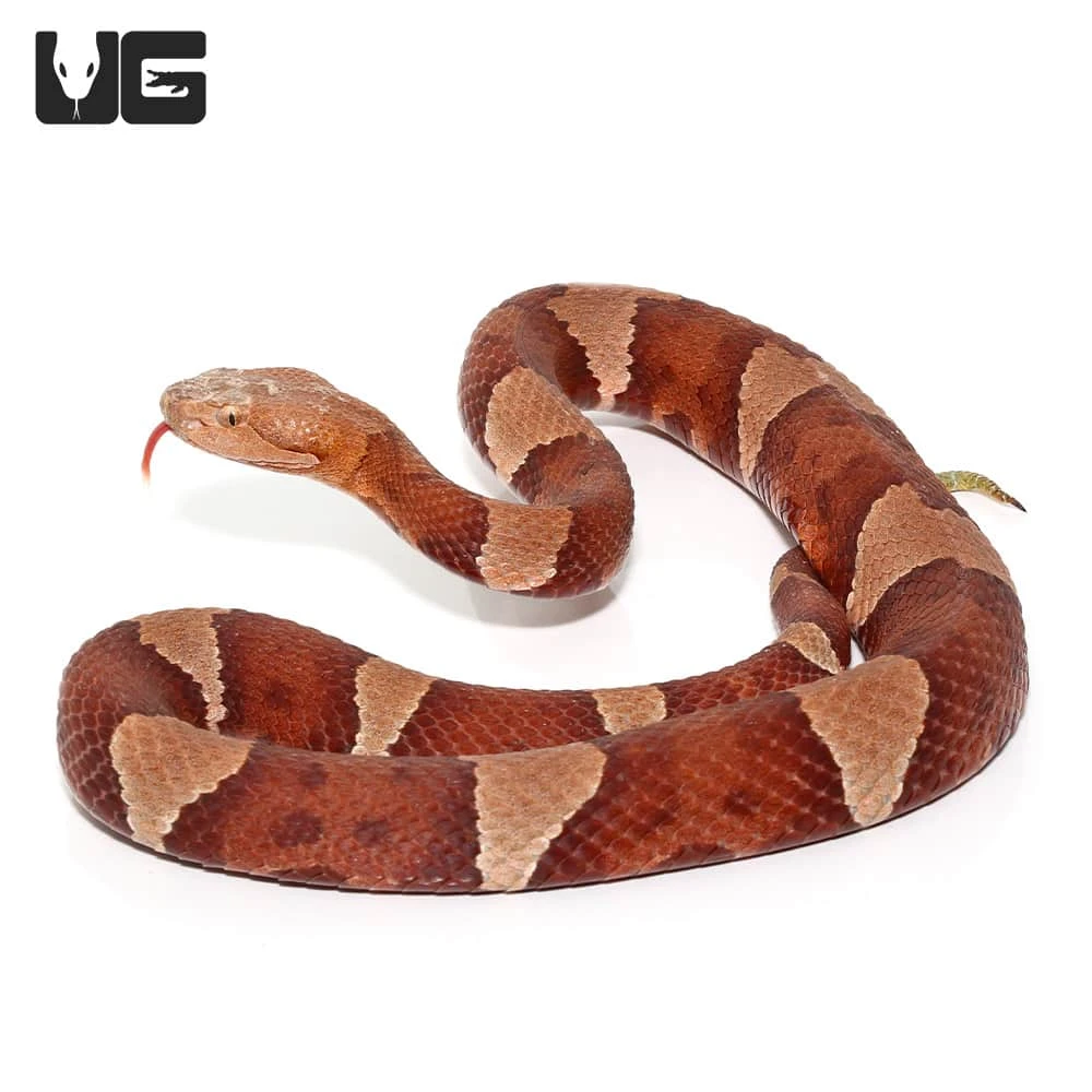 Broad Banded Copperhead Snake #2 - Image 4