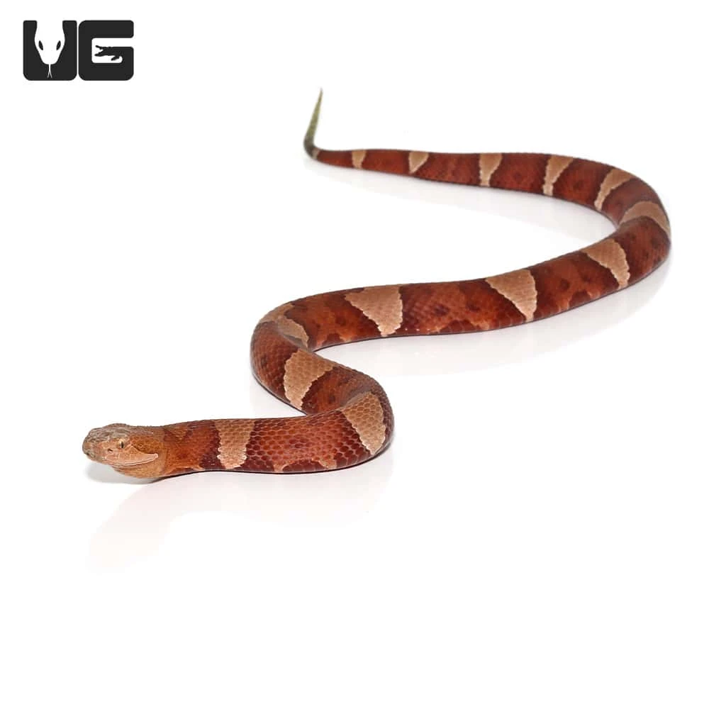 Broad Banded Copperhead Snake #2 - Image 3