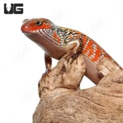 Bronze Fire Skink
