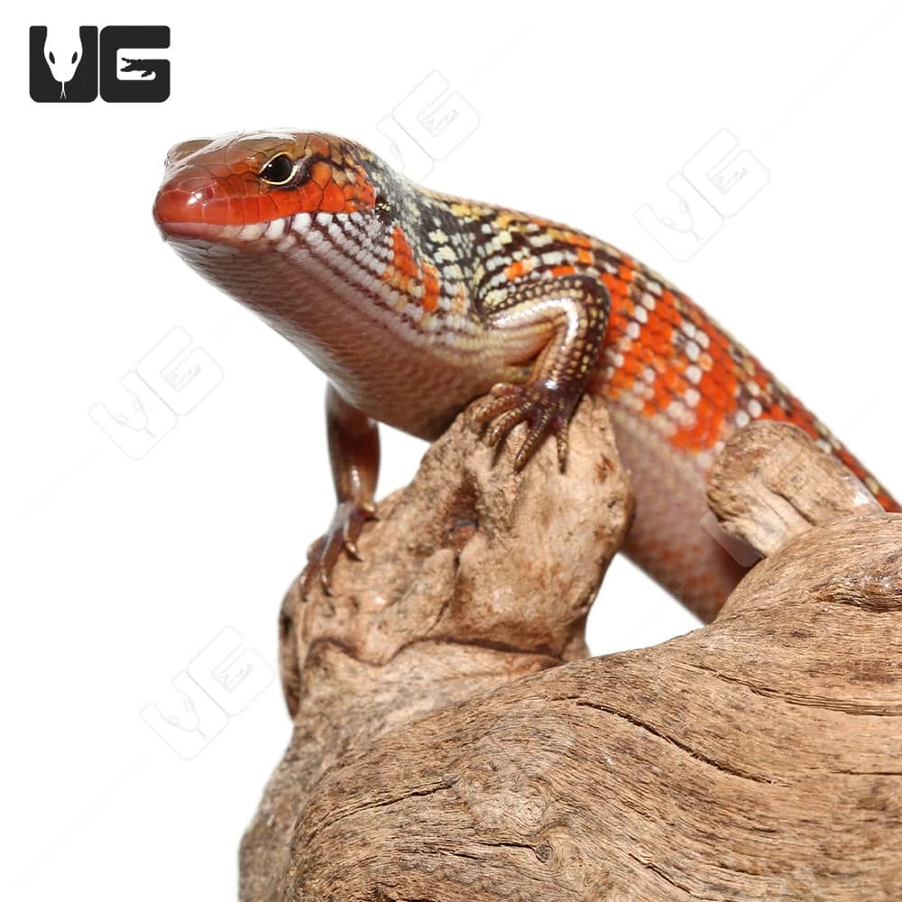 Bronze Fire Skink
