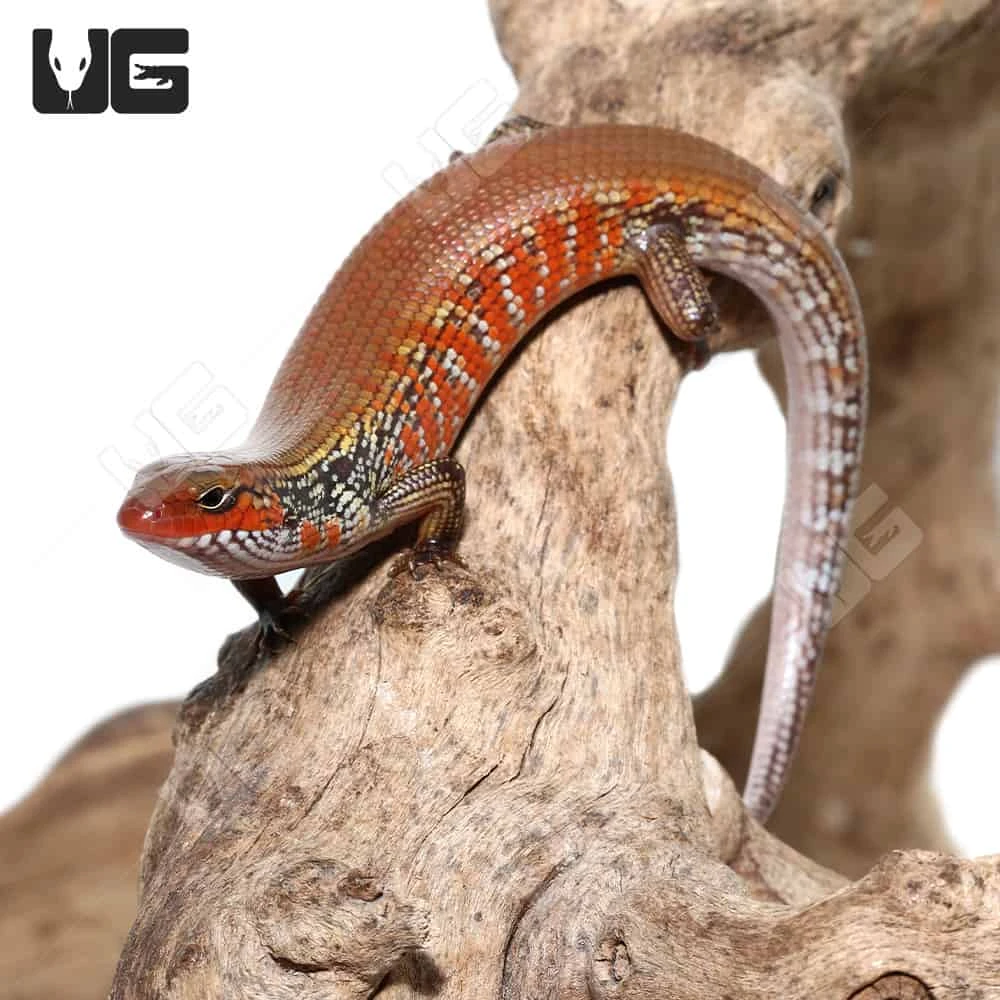 Bronze Fire Skink - Image 2