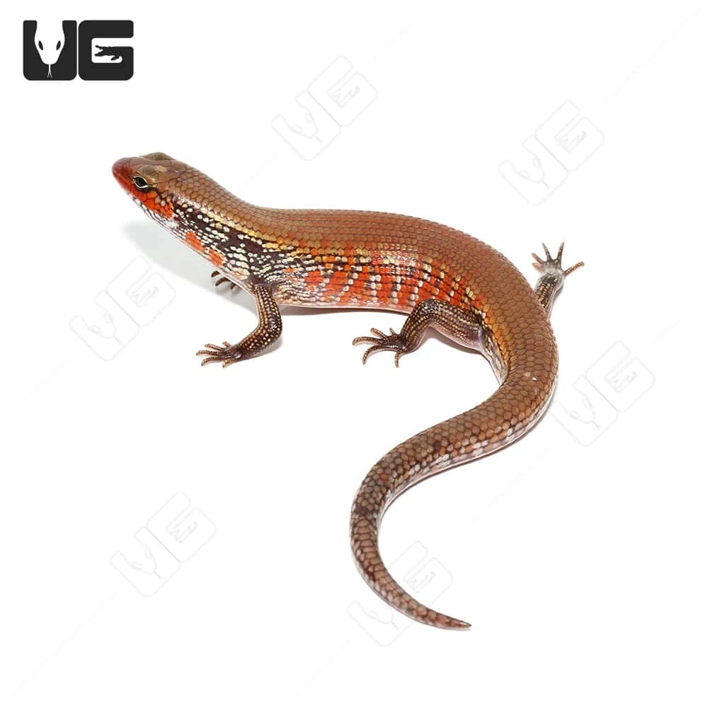Bronze Fire Skink - Image 3