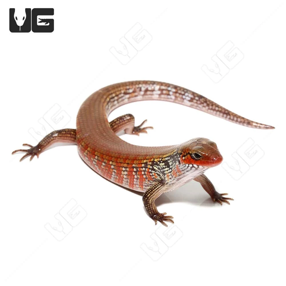 Bronze Fire Skink - Image 4