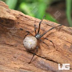 Brown Widow Spider (1”)