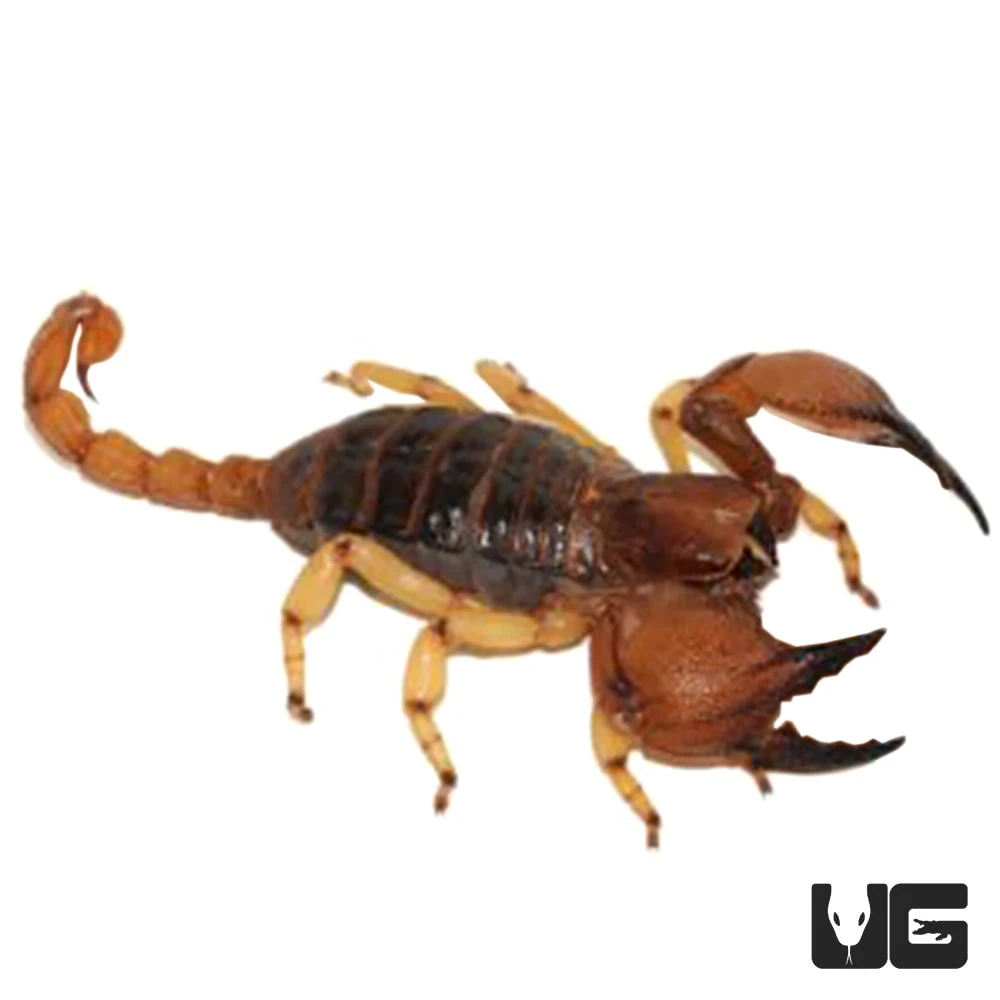 Burrowing Scorpion