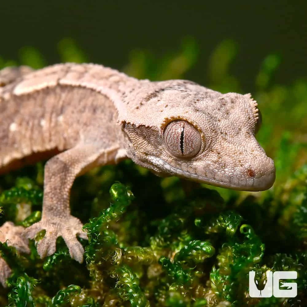 Baby Harlequin Crested Gecko - Image 2