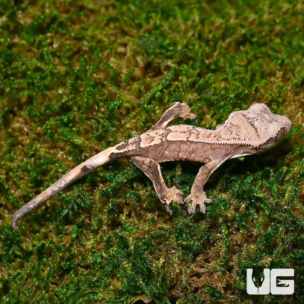 Baby Harlequin Crested Gecko - Image 3