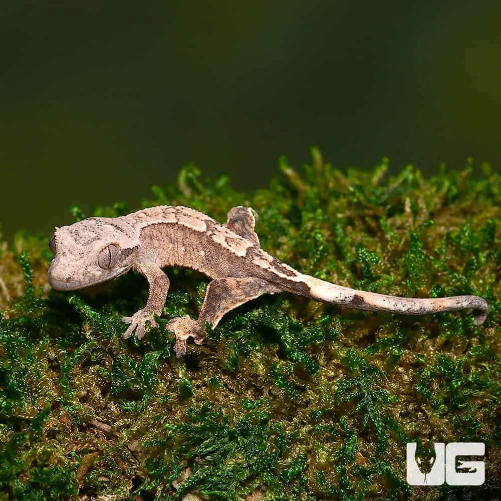 Baby Harlequin Crested Gecko - Image 4