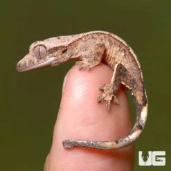 Baby Harlequin Crested Gecko