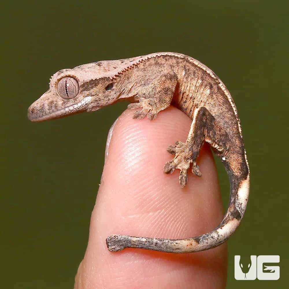 Baby Harlequin Crested Gecko