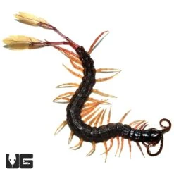 Cameroon Feathertail Centipede