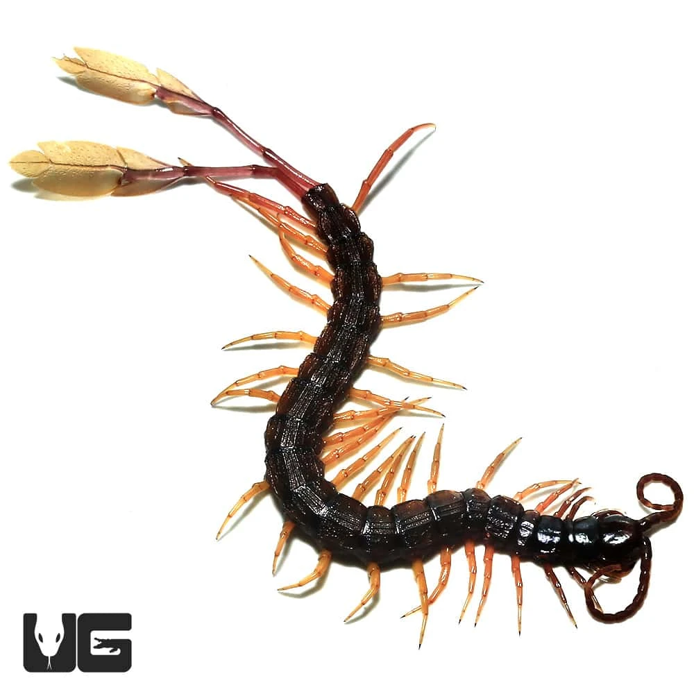Cameroon Feathertail Centipede
