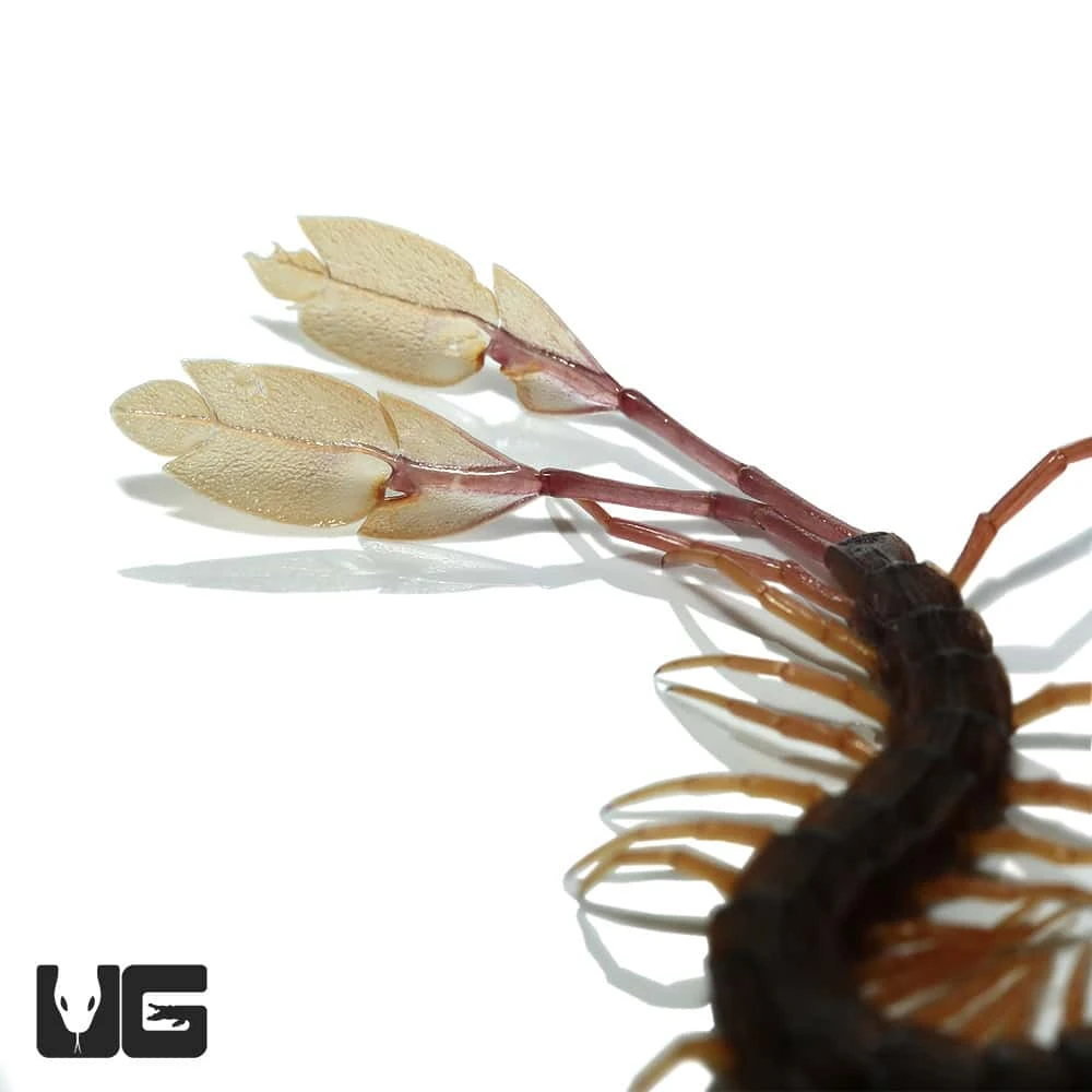 Cameroon Feathertail Centipede - Image 3