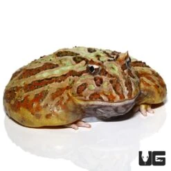 Female Adult Camo Pacman Frog 177g