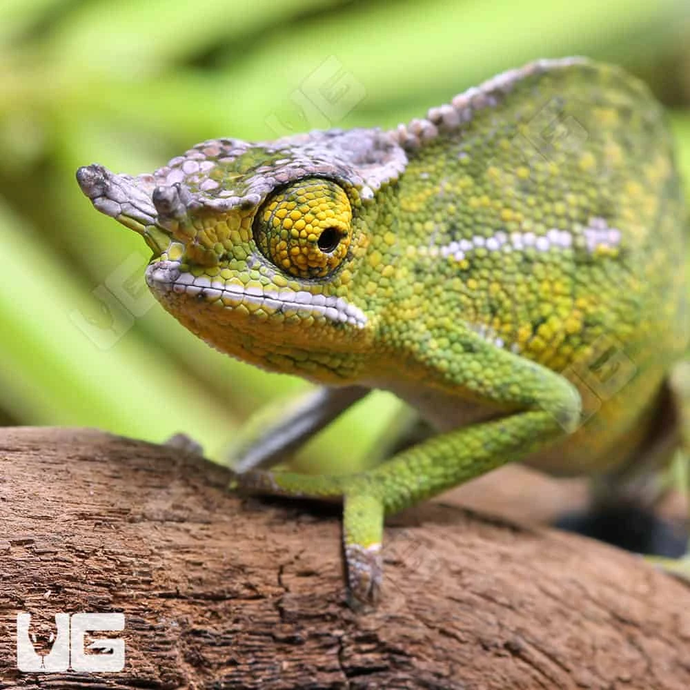 Canopy Chameleon - Image 2