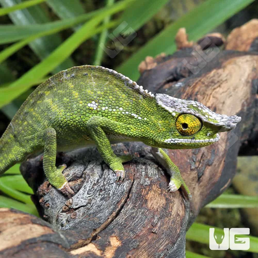 Canopy Chameleon - Image 4
