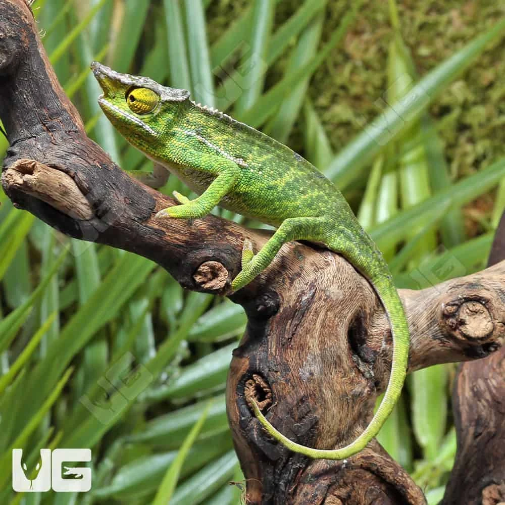 Canopy Chameleon - Image 3