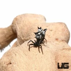 Castleback Orb Weaver