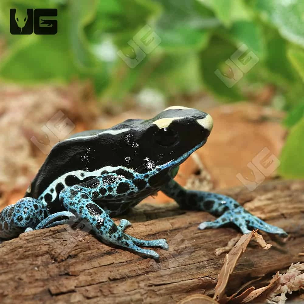 C.B. Adult Powder Blue Tinctorius Dart Frog