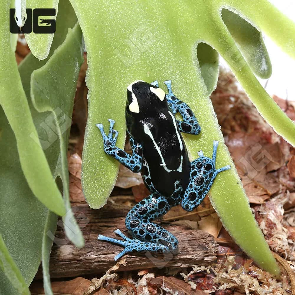 C.B. Adult Powder Blue Tinctorius Dart Frog - Image 3