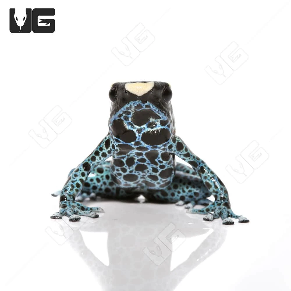 C.B. Adult Powder Blue Tinctorius Dart Frog - Image 2
