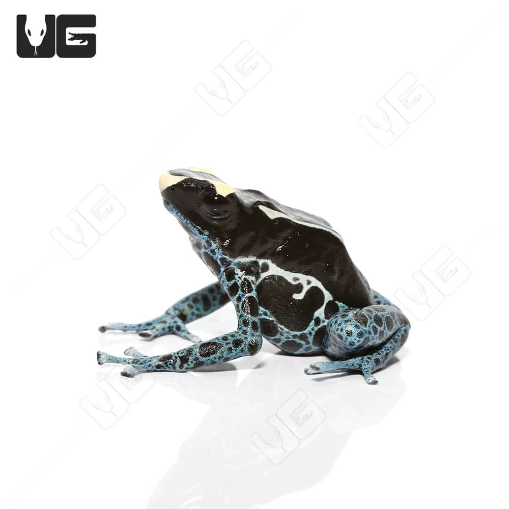 C.B. Adult Powder Blue Tinctorius Dart Frog - Image 4