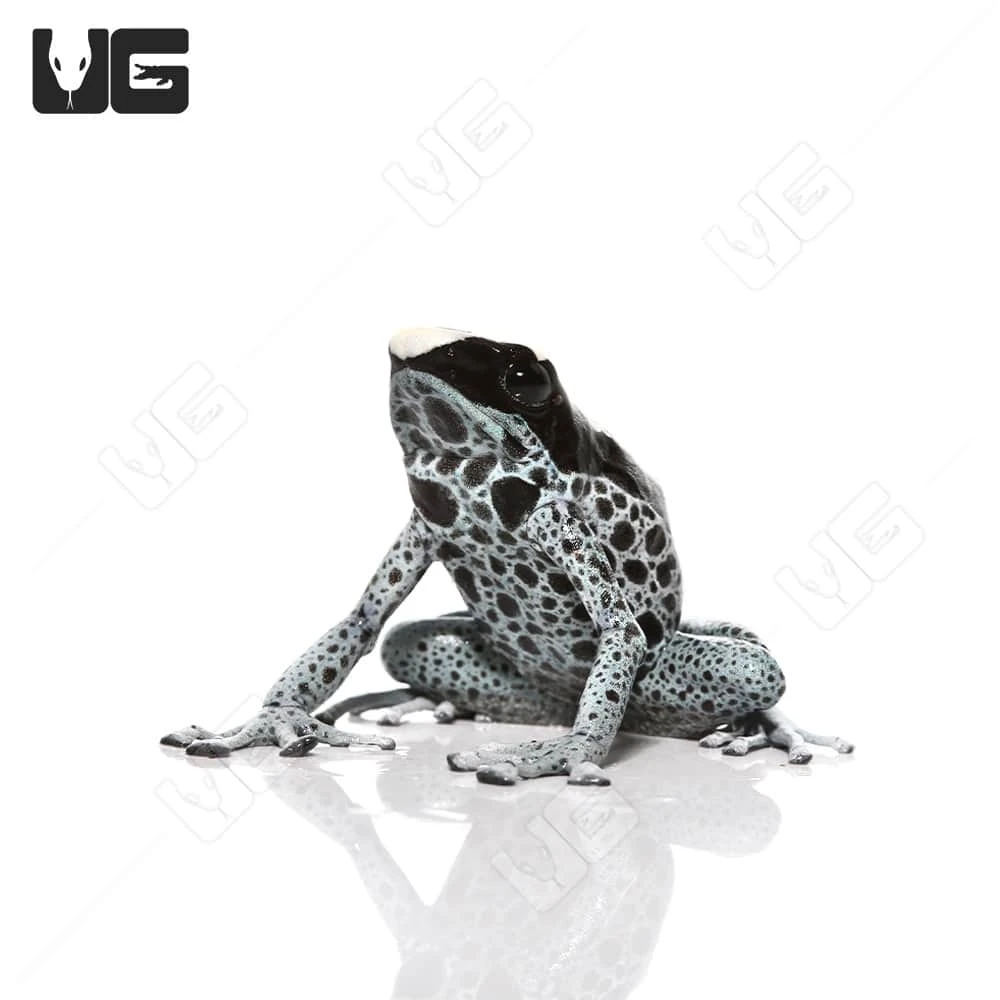 C.B. Adult Powder Grey Tinctorius Dart Frog - Image 3