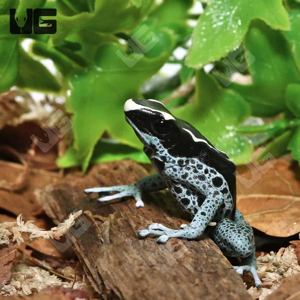 C.B. Adult Powder Grey Tinctorius Dart Frog - Image 2