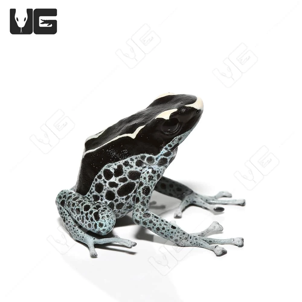 C.B. Adult Powder Grey Tinctorius Dart Frog - Image 4