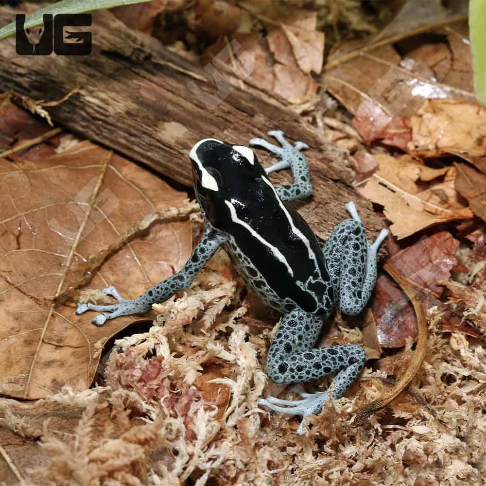 C.B. Adult Powder Grey Tinctorius Dart Frog
