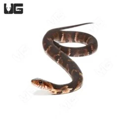 C.B. Baby Broad Banded Water Snake