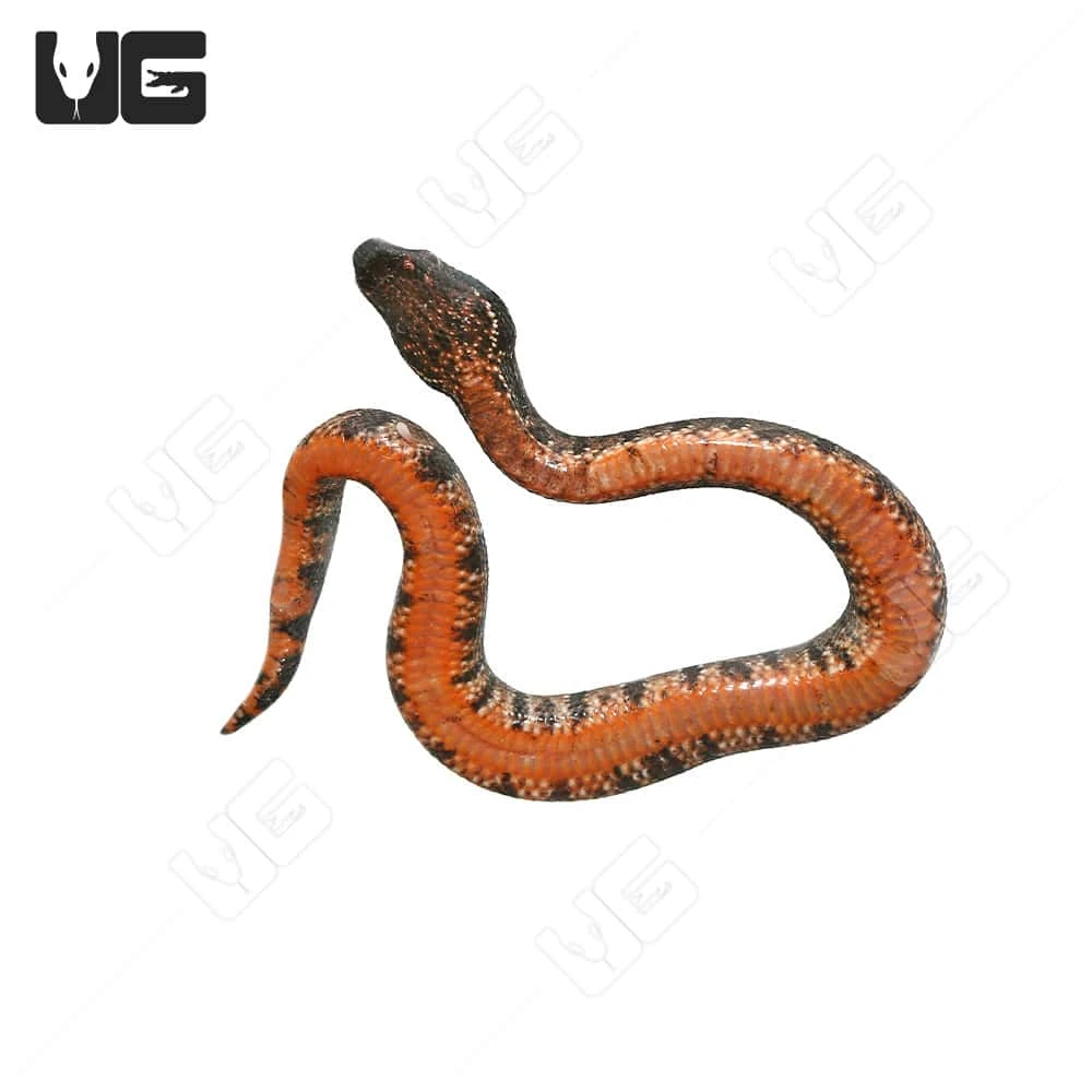 C.B. Baby Red Belly Viper Boa #6 - Image 2