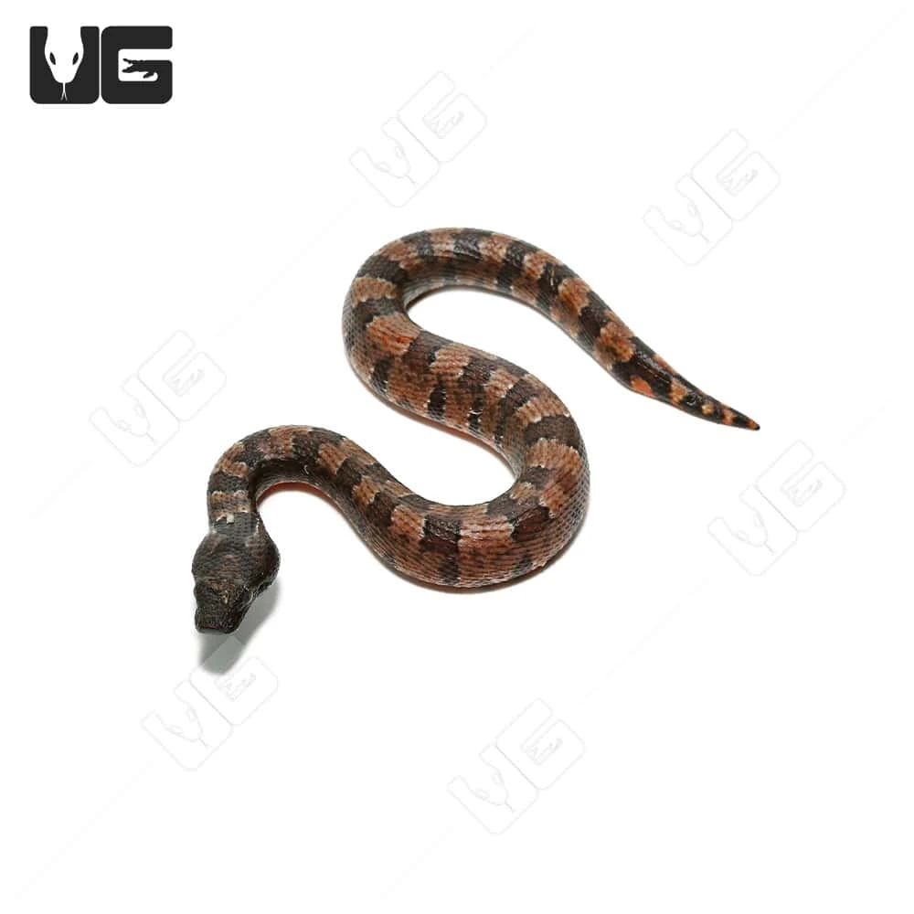 C.B. Baby Red Belly Viper Boa #6 - Image 4