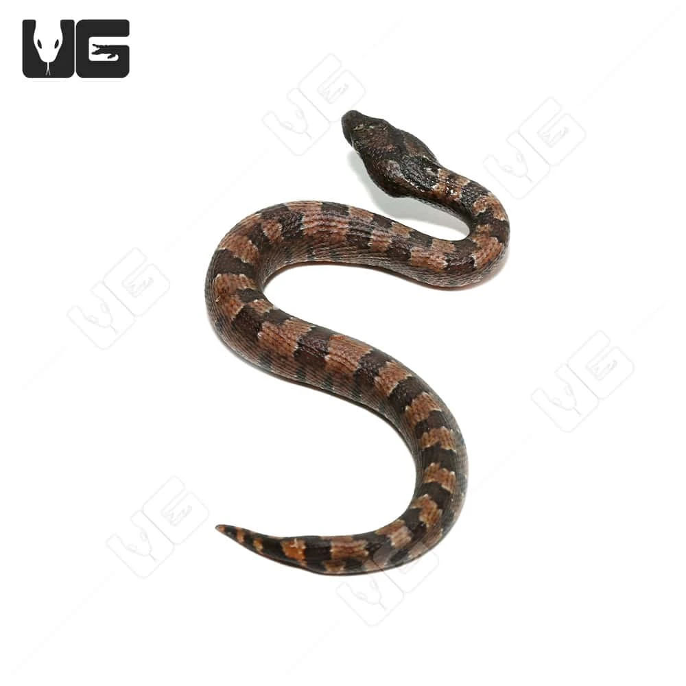 C.B. Baby Red Belly Viper Boa #6 - Image 3