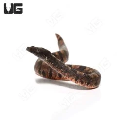 C.B. Baby Viper Boa #7