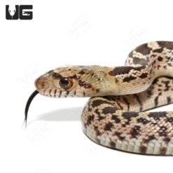 C.B. Hatchling Sonoran Gopher Snake