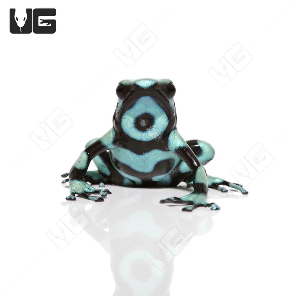 C.B. Juvenile Green And Black Auratus Dart Frog - Image 3