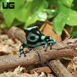 C.B. Juvenile Green And Black Auratus Dart Frog