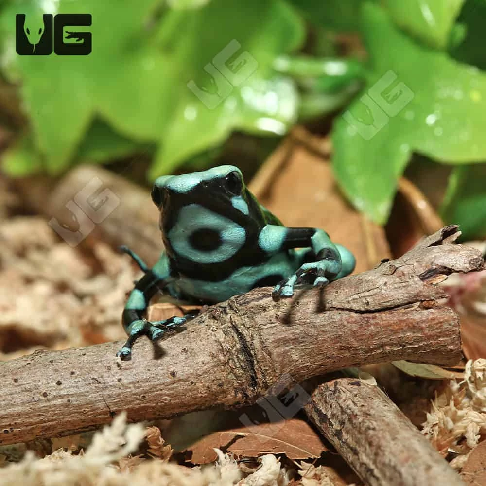C.B. Juvenile Green And Black Auratus Dart Frog