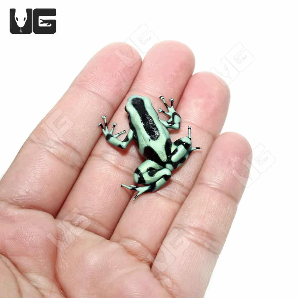 C.B. Juvenile Green And Black Auratus Dart Frog - Image 4