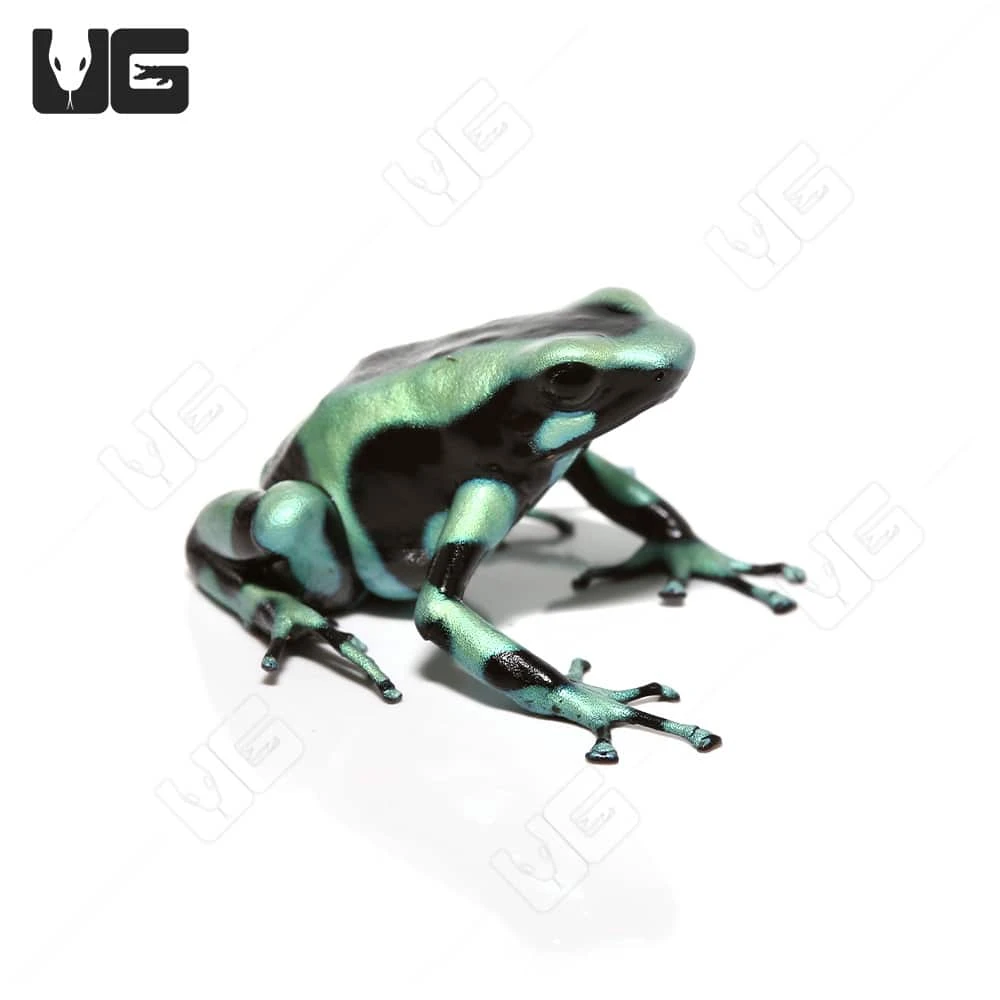 C.B. Juvenile Green And Black Auratus Dart Frog - Image 2
