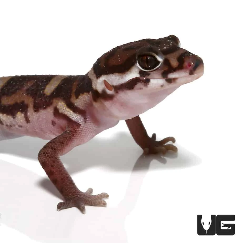 Central American Banded Gecko