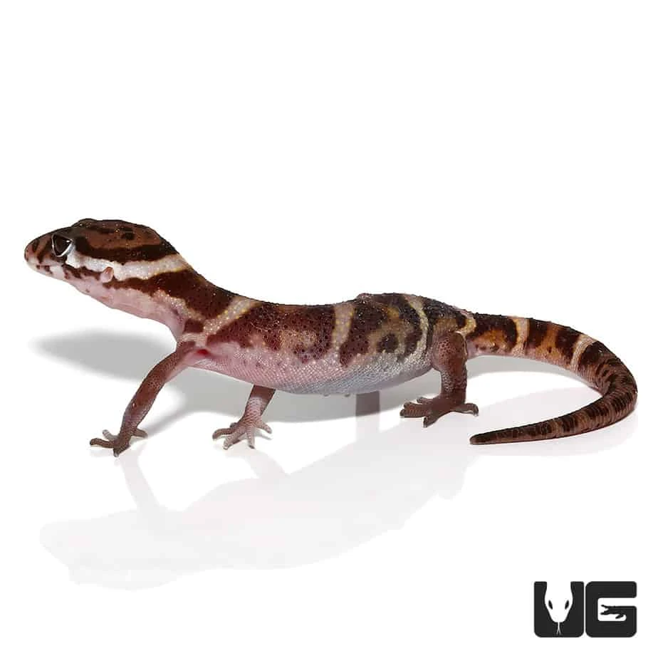 Central American Banded Gecko - Image 2