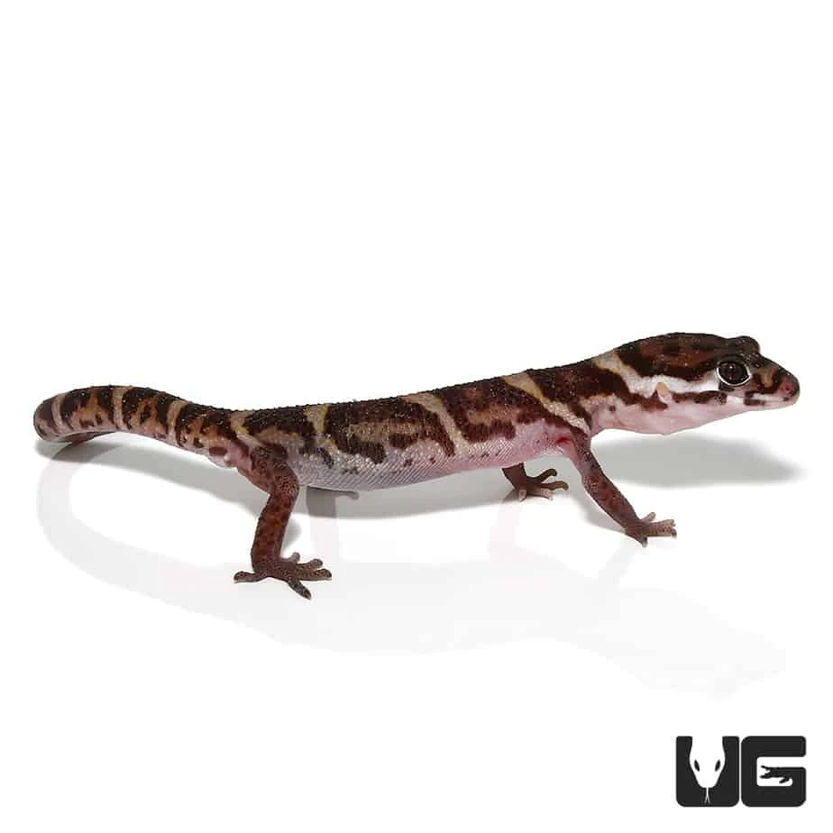Central American Banded Gecko - Image 3