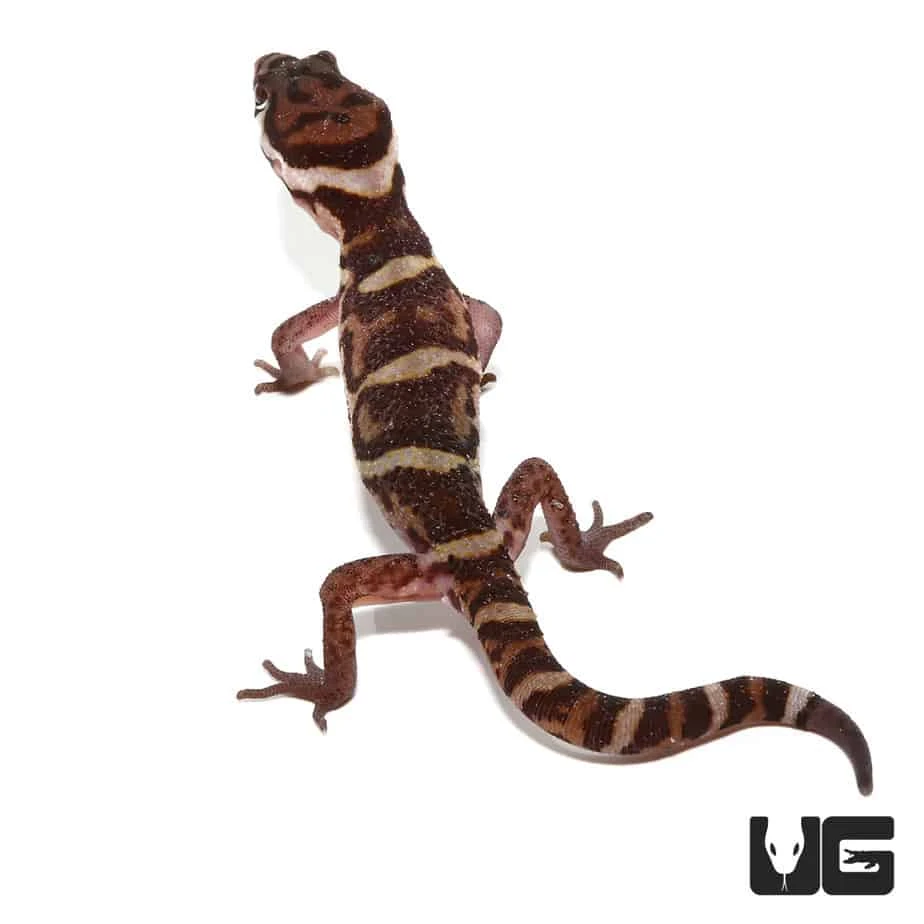Central American Banded Gecko - Image 4