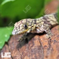 Baby Chameleon Gecko