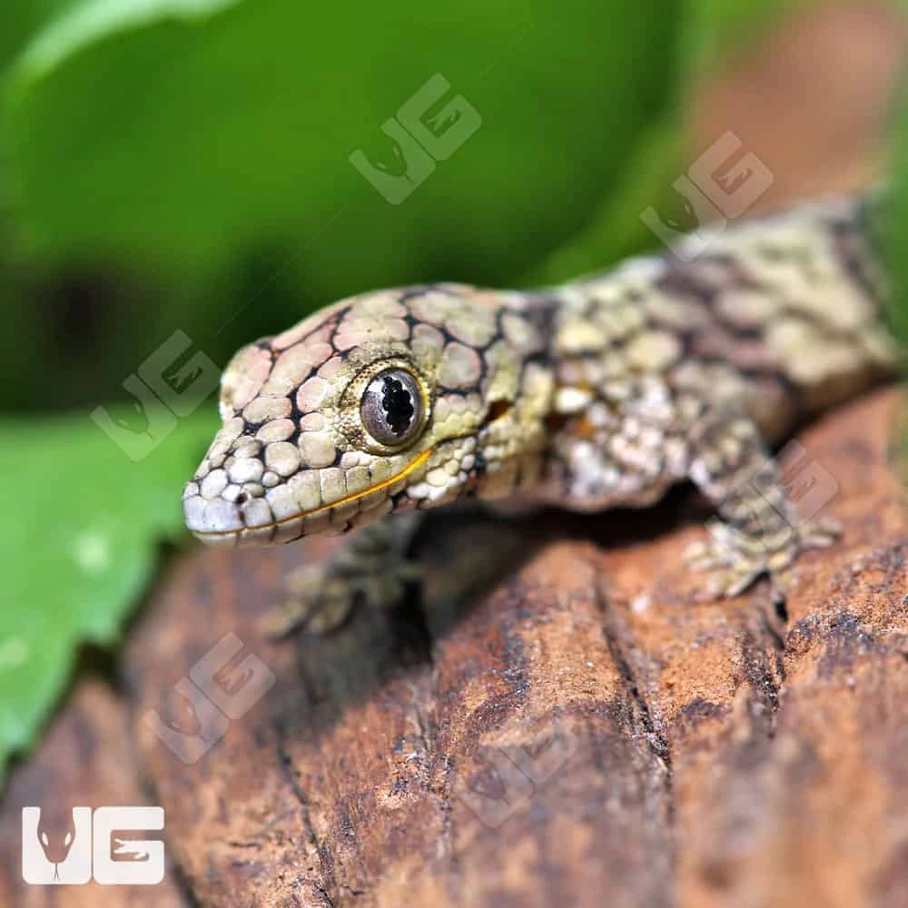 Baby Chameleon Gecko